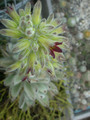 kalanchoe tomentosa03
