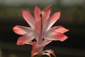 schlumbergera coral cascade 8204