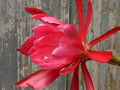 eh lovely lady 7580 1099