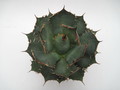 agave titanota braun 7742
