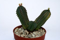 euphorbia tubiglans 4660