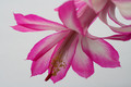 schlumbergera hatheron charm 6380