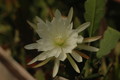 eh zaffaria 9931 06