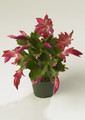 schlumbergera thor milla 9
