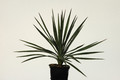 yucca aloifolia 8599
