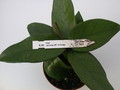 hoya carnosa vietnam 1417