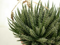 aloe haworthioides 02