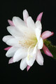 eh helmut oetken 422 4825