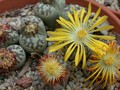 lithops dorotheae 04