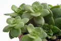 crassula orbicularis 0210