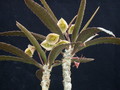 euphorbia suzannae-marnierae 02 sm