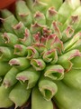 sempervivum oddity 01