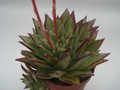 echeveria agavoides lipstick 8350