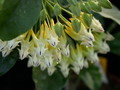 hoya multiflora 01
