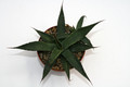 agave mckelveyana hillside az 0169