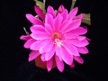 eh venetian affair 9677 03