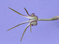 ceropegia stapeliiformis 2232