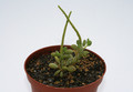 peperomia pruinosifolia 9294