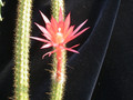 aporocactus conzattii02