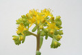 sedum treleasii 6126