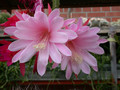 aporocactus priscilla 01