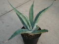 agave scabra hundido 4899