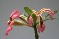 adenium cv siam rainbow 9087
