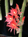 aporocactus scheunemann 03