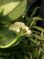 hoya pachyclada 7092 08