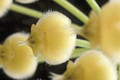hoya imbricata