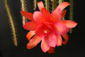 aporocactus edna bellamy 0655