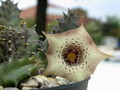 huernia quinta es3326 06