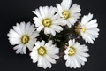 acanthocalycium spiniflorum macho cordoba 0080