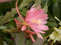 eh incredible 7071 532