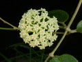 hoya subquintuplinervis chuang mai 01