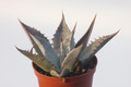 agave shrevei matapensis matape son 8554