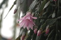 hatiora rosea frohning 9598 rbi 433 9388