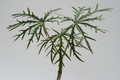 jatropha multifida 7280