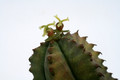 euphorbia tubiglans 4662