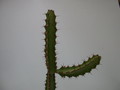 euphorbia waterbergensis 1365