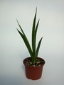 sansevieria kirkii friends 5415