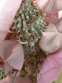hoodia gordonii 1