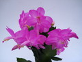 schlumbergera polka dancer 98