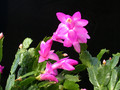 schlumbergera naomi 15