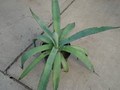 agave pedunculifera 4902