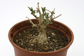 kedrostis foetidissima 7556