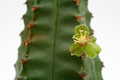 euphorbia jansenvillensis 8692