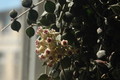 hoya curtisii 04
