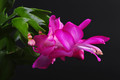 schlumbergera purple dancer 002