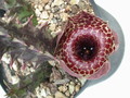 huernia reticulata es3634 02
